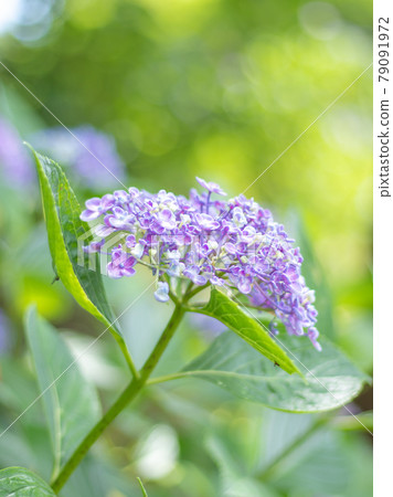 繡球花園裡的繡球花 繡球花園裡的繡球花 79091972