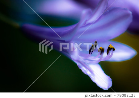 百子花宏 百子花宏 79092125