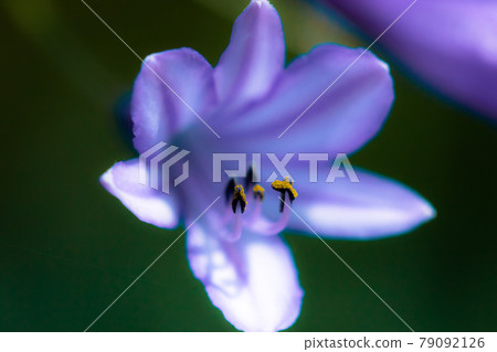 百子花宏 百子花宏 79092126