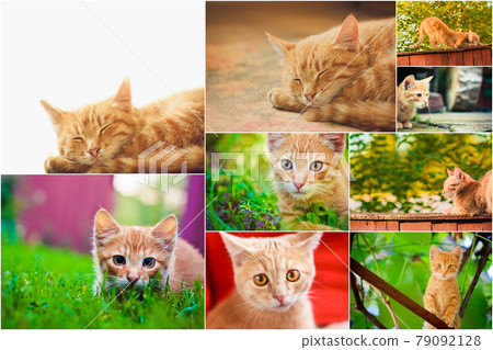 Peaceful orange red tabby male kitten. Set Collage.Old House On The Countryside Peaceful orange red tabby male kitten. Set Collage.Old House On The Countryside 79092128