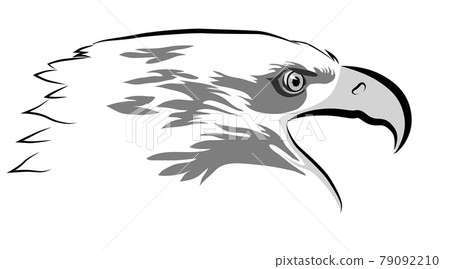 Black and gray image of an eagle head Black and gray image of an eagle head 79092210