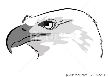 Black and gray image of an eagle head Black and gray image of an eagle head 79092211
