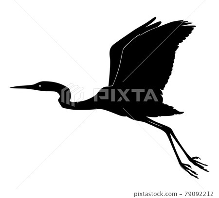 Black and white image of a flying heron Black and white image of a flying heron 79092212