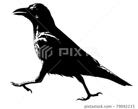 Black and white image of a walking crow 79092215