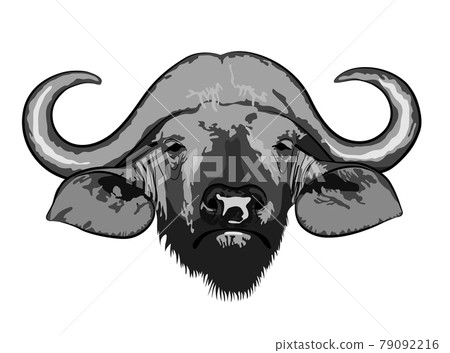 Black and gray image of the head of an African buffalo Black and gray image of the head of an African buffalo 79092216
