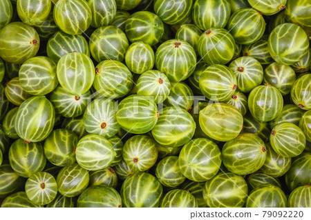 Gooseberries green background Gooseberries green background 79092220