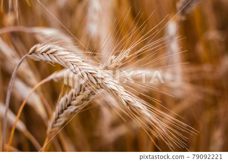 Golden Barley Ears Golden Barley Ears 79092221