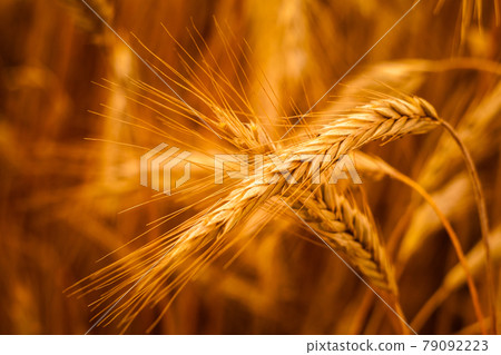 Golden Barley Ears Golden Barley Ears 79092223