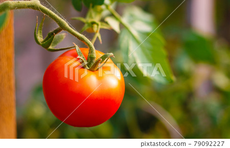 Fresh red tomato Fresh red tomato 79092227