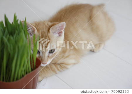 Everyday scenery of cat parents and children Everyday scenery of cat parents and children 79092333