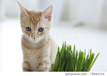 Everyday scenery of cat parents and children Everyday scenery of cat parents and children 79092334