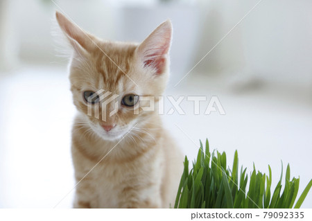 Everyday scenery of cat parents and children Everyday scenery of cat parents and children 79092335
