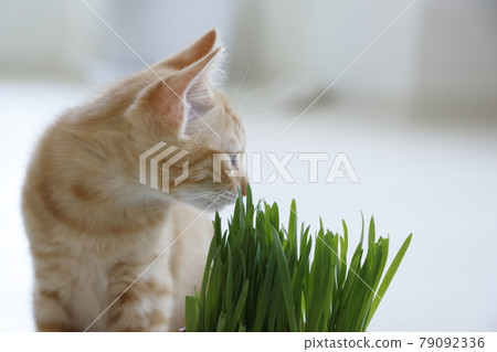 Everyday scenery of cat parents and children Everyday scenery of cat parents and children 79092336