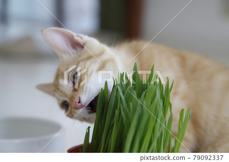 Everyday scenery of cat parents and children Everyday scenery of cat parents and children 79092337