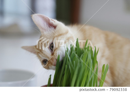 貓父母和孩子的日常風景 79092338