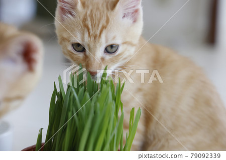 Everyday scenery of cat parents and children 79092339