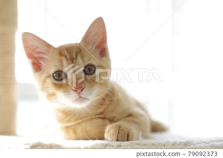 貓父母和孩子的日常風景 貓父母和孩子的日常風景 79092373