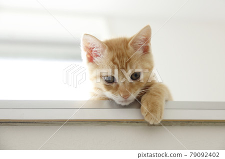 Everyday scenery of cat parents and children 79092402