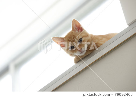 Everyday scenery of cat parents and children 79092403