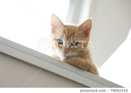 Everyday scenery of cat parents and children 79092410