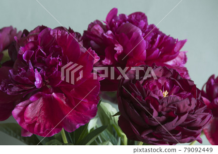 Peony flower macro shot Peony flower macro shot 79092449