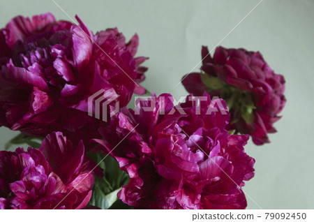 Peony flower macro shot Peony flower macro shot 79092450