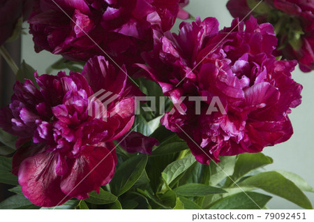 Peony flower macro shot Peony flower macro shot 79092451