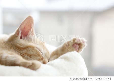 Everyday scenery of cat parents and children Everyday scenery of cat parents and children 79092461