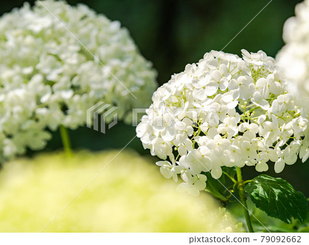Scenery during the rainy season Beautiful hydrangea 79092662