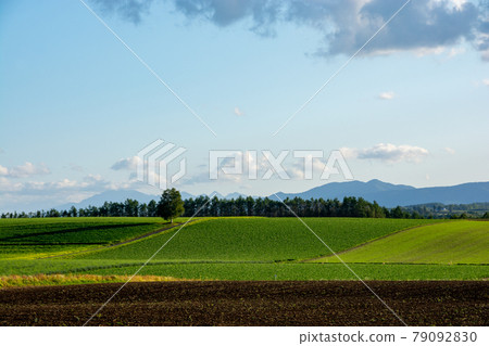 樺樹站在綠色的高地地區 79092830