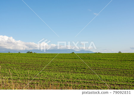 綠色菜領域和藍天 79092831