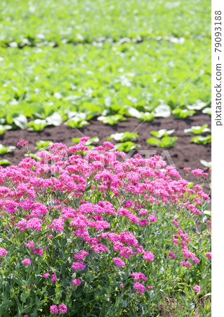 Flowers, plants, nature, full bloom, outdoors, spring, gardening, horticulture, petals, flower fields, gardens, gardens Flowers, plants, nature, full bloom, outdoors, spring, gardening, horticulture, petals, flower fields, gardens, gardens 79093188