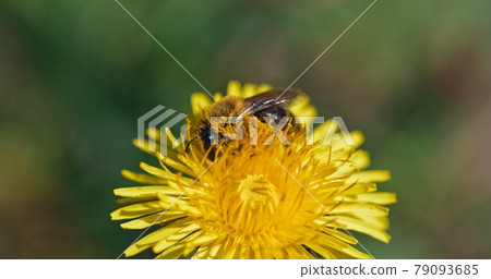 Bee collecting nectar from yellow flower Bee collecting nectar from yellow flower 79093685