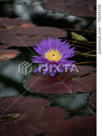 熱帶睡蓮“藍蓮花” 79094106