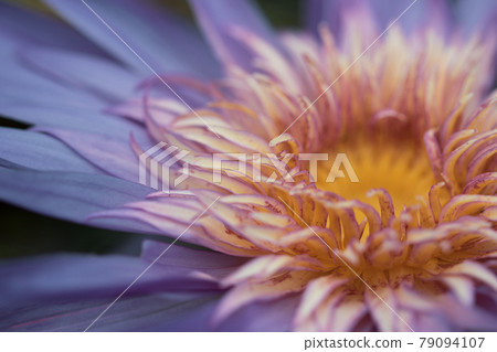 熱帶睡蓮，狐火 79094107