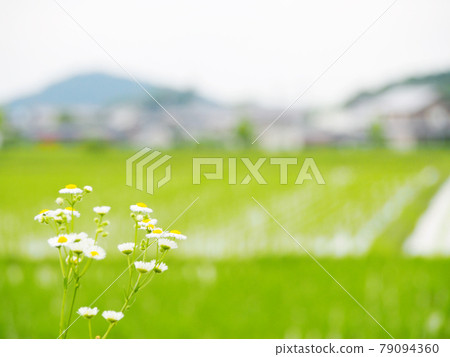Idyllic early summer rural landscape 79094360