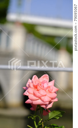 玫瑰 玫瑰 79095067