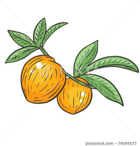 A pair of whole peaches on a branch with leaves, hand drawing. Vector 79095073
