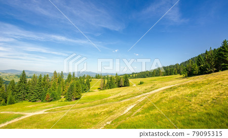 forested hill of carpathian mountains. trail through the meadow. sunny evening with blue sky above the distant ridge forested hill of carpathian mountains. trail through the meadow. sunny evening with blue sky above the distant ridge 79095315