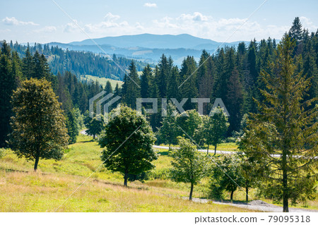 mountainous countryside in summer landscape. trees on the meadow along the road. coniferous forest on the hills. bright sunny forenoon scenery with clouds on the sky mountainous countryside in summer landscape. trees on the meadow along the road. coniferous forest on the hills. bright sunny forenoon scenery with clouds on the sky 79095318