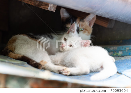 Cute kitten cat parent and child Cute kitten cat parent and child 79095604