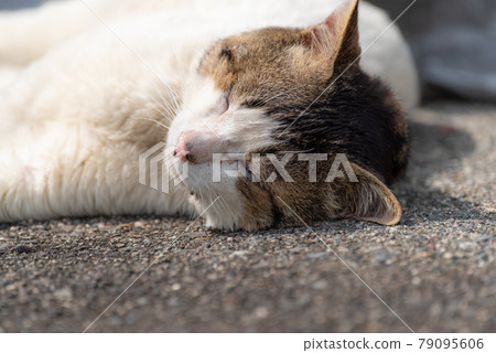 Cute sleeping face Pheasant cat Cute sleeping face Pheasant cat 79095606