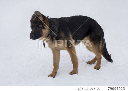 Cute german shepherd dog puppy in winter park. 79095923