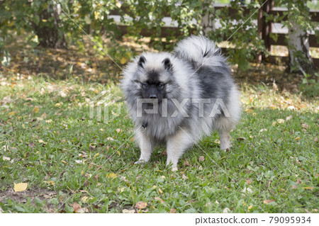 Deutscher wolfspitz puppy is standing in the park. 79095934