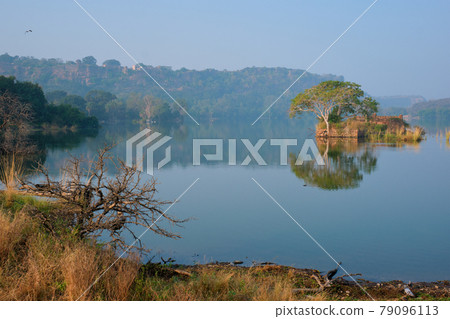 Serene morning on lake Padma Talao. Ranthambore National Park, Rajasthan, India Serene morning on lake Padma Talao. Ranthambore National Park, Rajasthan, India 79096113