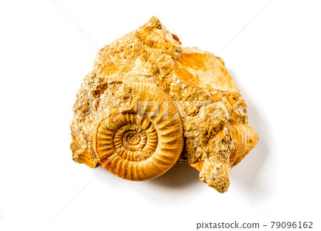 Ammonite fossil isolated on a white background Ammonite fossil isolated on a white background 79096162