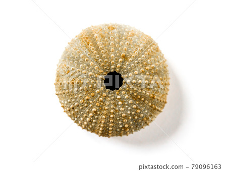 Sea urchin abstract macro view 79096163