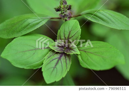 Close up of shrub basil against a blurred background Close up of shrub basil against a blurred background 79096511