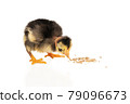nasty chick with a bare neck biting food 79096673