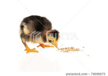 nasty chick with a bare neck biting food nasty chick with a bare neck biting food 79096673